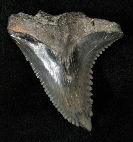 Large Hemipristis Shark Tooth - South Carolina #17204